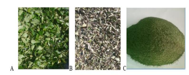 Evaluation of Antibacterial Activity of Ocimum Gratissimum Against Selected Bacterial Pathogens of Public Health Concern